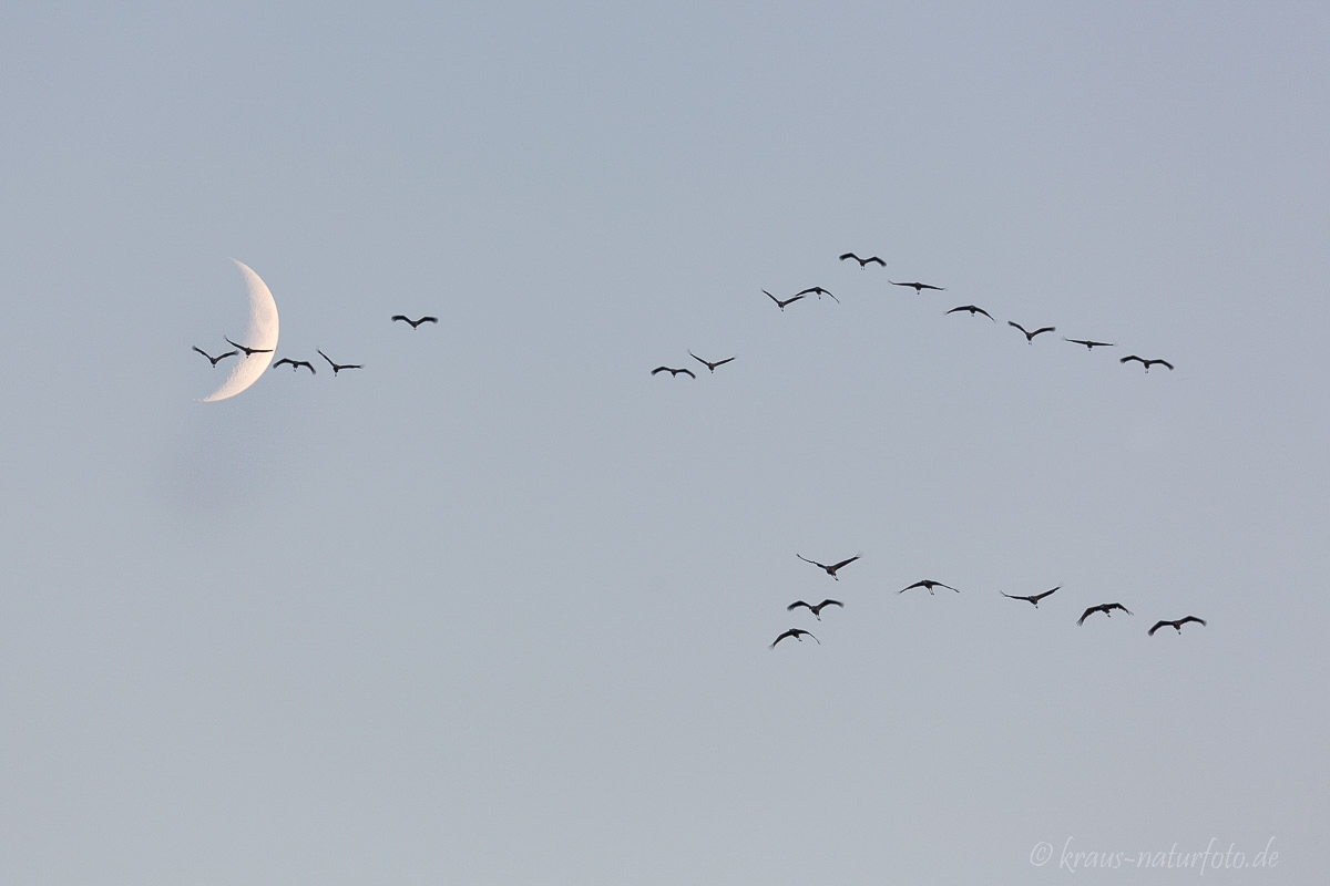 Kraniche vor Mond