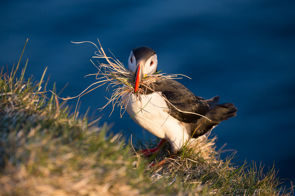 Papageitaucher, Latrabjarg