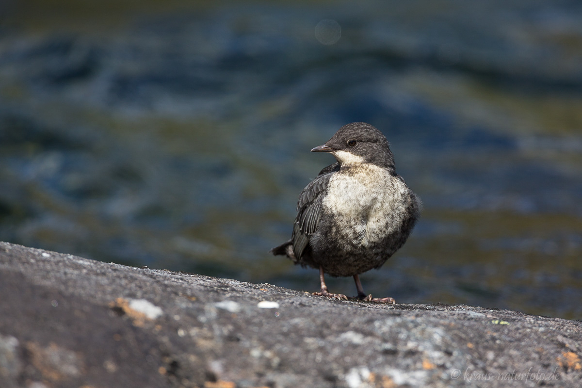 junge Wasseramsel