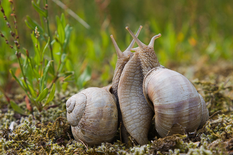 Liebesspiel der Weinbergschnecken