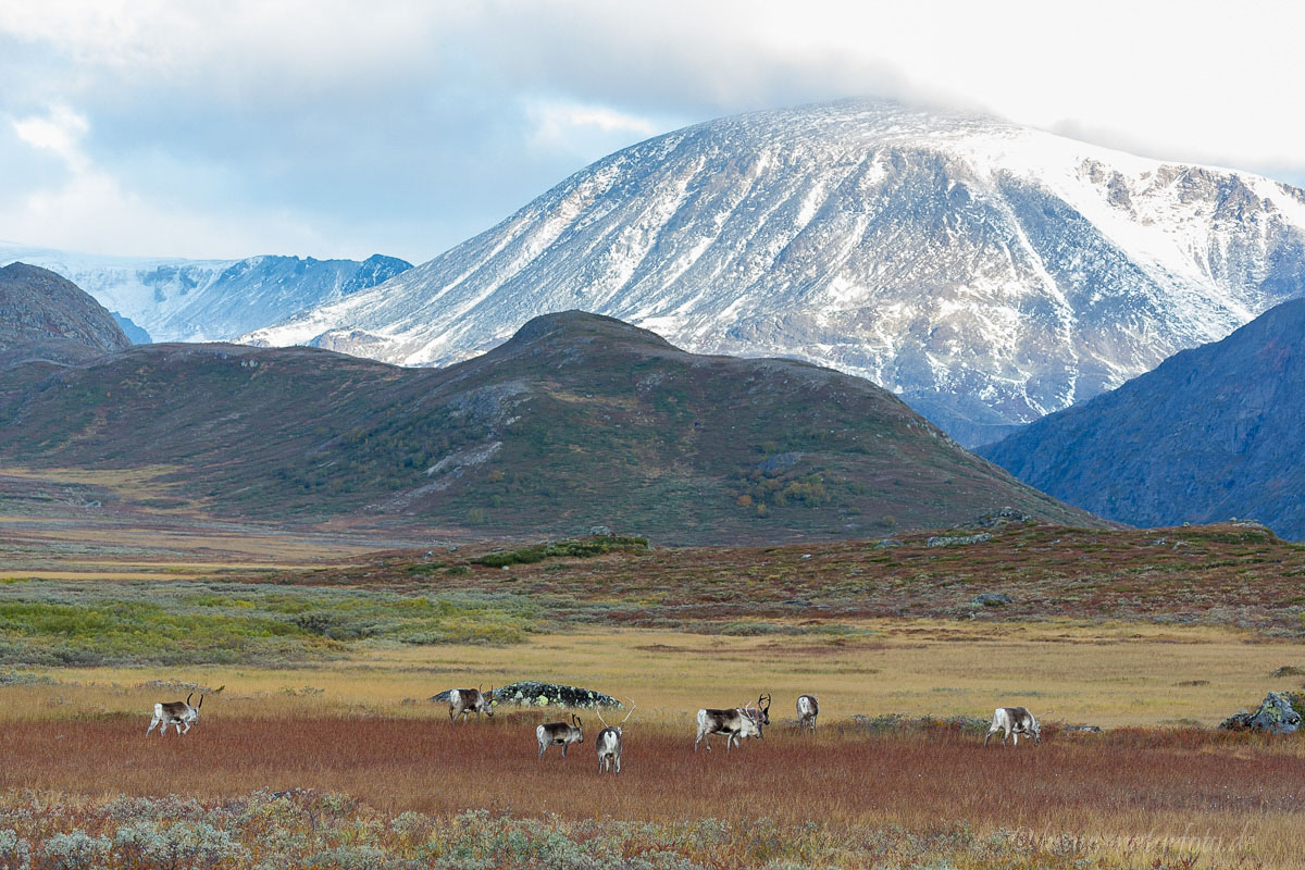 Rentiere im Valdresflye, Norwegen