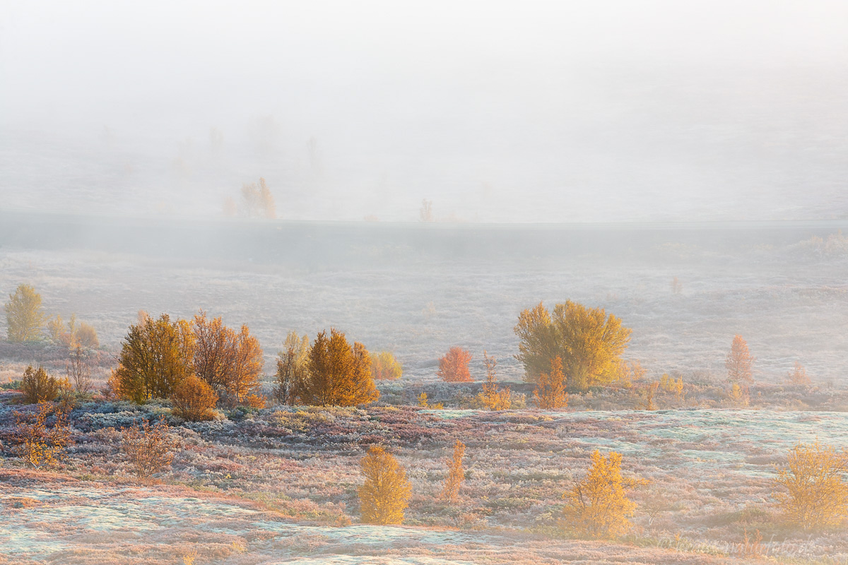 Nebel am Dovrefjell