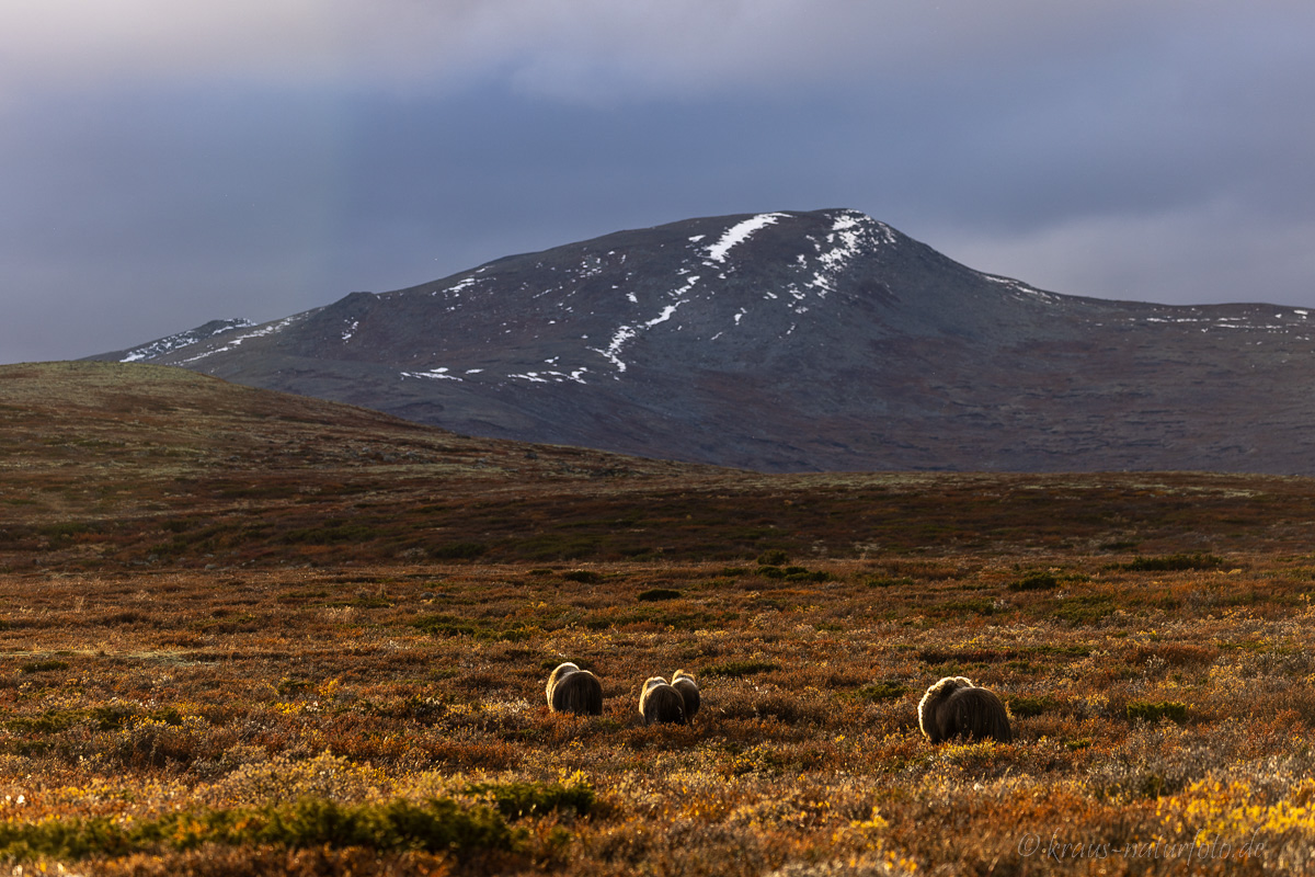 Moschusochse Dovrefjell