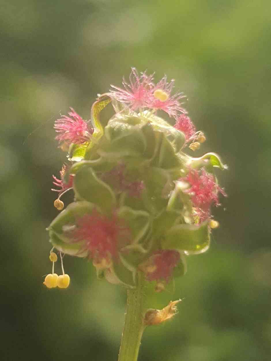 Pimpinelle