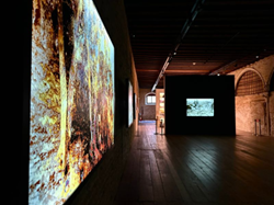 Joan Fontcuberta, Cultura di polvere, Palazzo Fortuny, Venezia