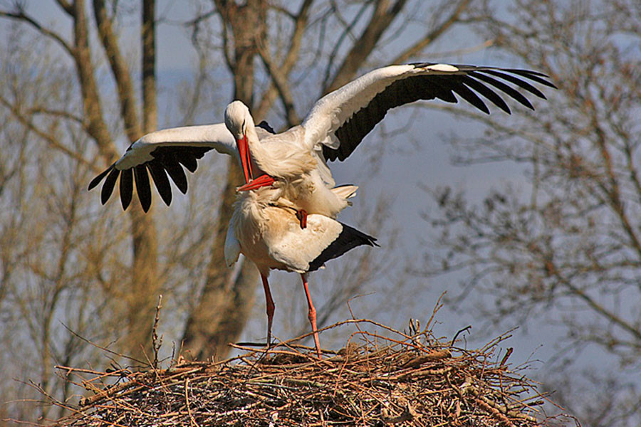 'Beestje verliefd' - Eerste prijs Veluwe randmeren - 2010