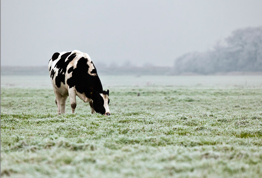'Winter in Friesland' - Weekprijs Franeker Courant - 2011