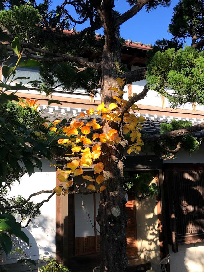 カイズカイブキに絡みつく山帰来（サルトリイバラ）