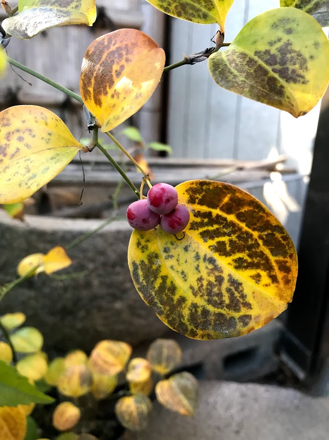 赤く膨らむ実には、次の命が待っている