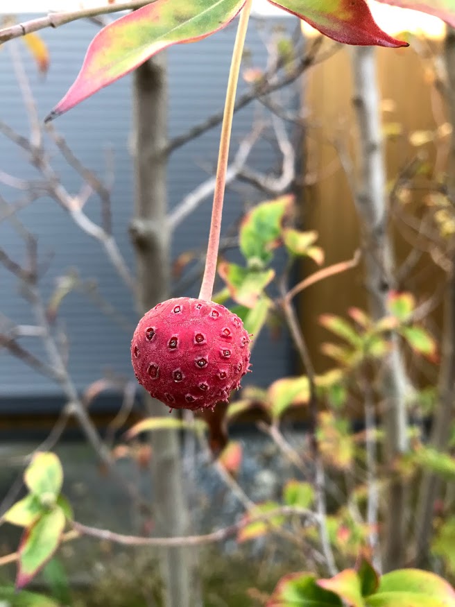 見た目は怪しい感じがします