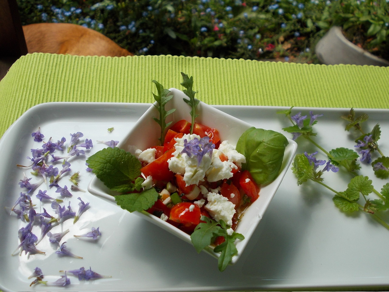 Unterschätzte Wildkräuter Zum Essen, Dekorieren, gegen Insektenstiche