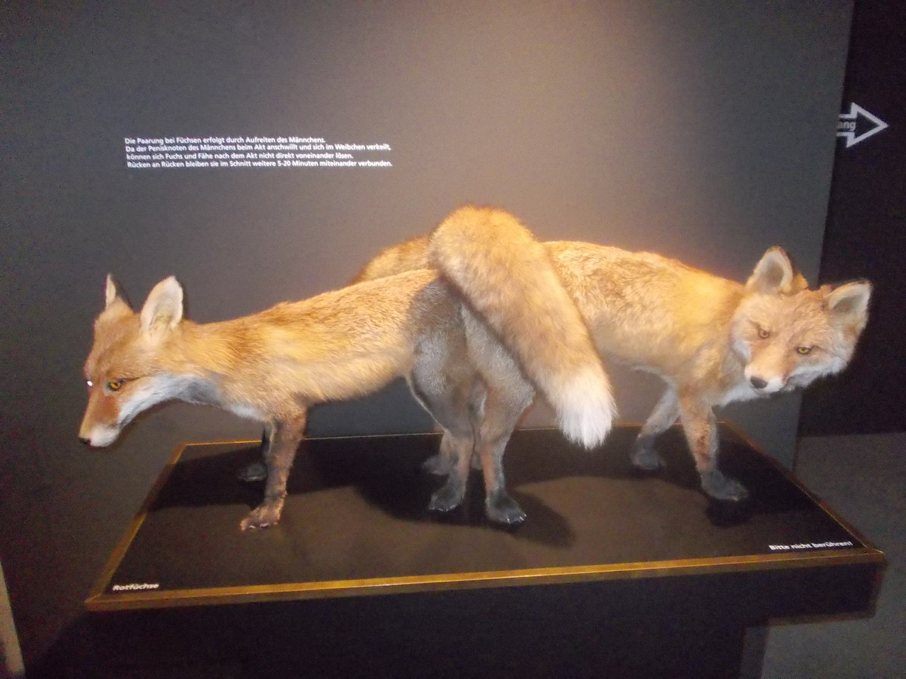 Sex Und Evolution Ein Faszinierendes Thema Eine Faszinierende Ausstellung 2014 Naturwissenschaft Im Alltag