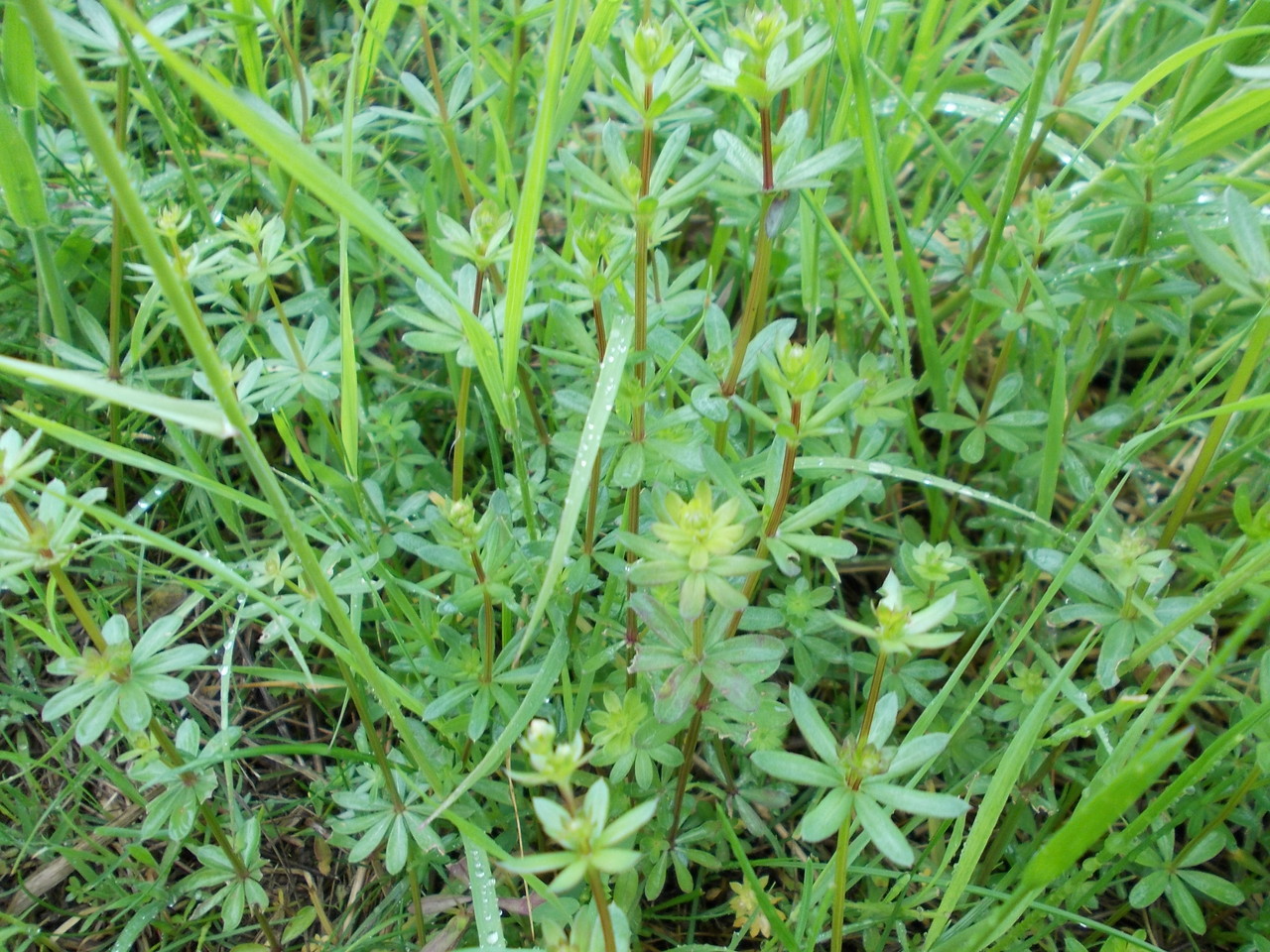 Unterschätzte Wildkräuter Zum Essen, Dekorieren, gegen Insektenstiche