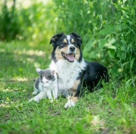 L'Au-delà des animaux - Communiquer avec eux après leur départ