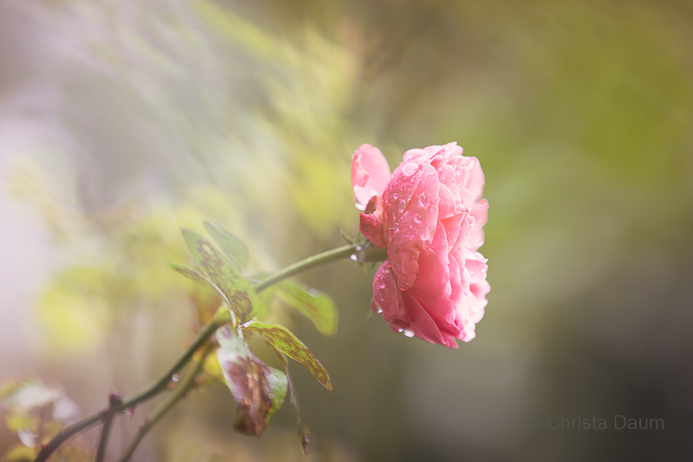 Rose, Foto: Christa Daum