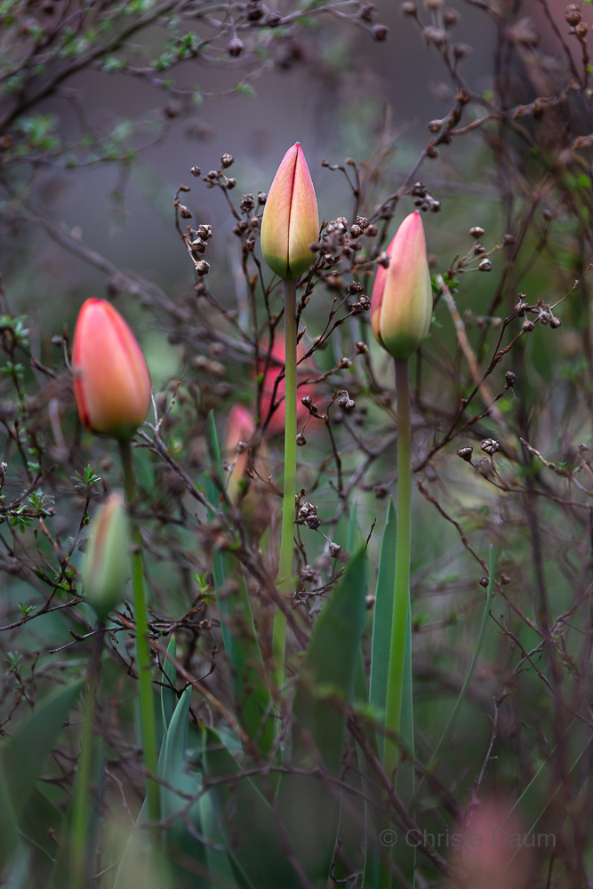 Tulpen, Foto: Christa Daum