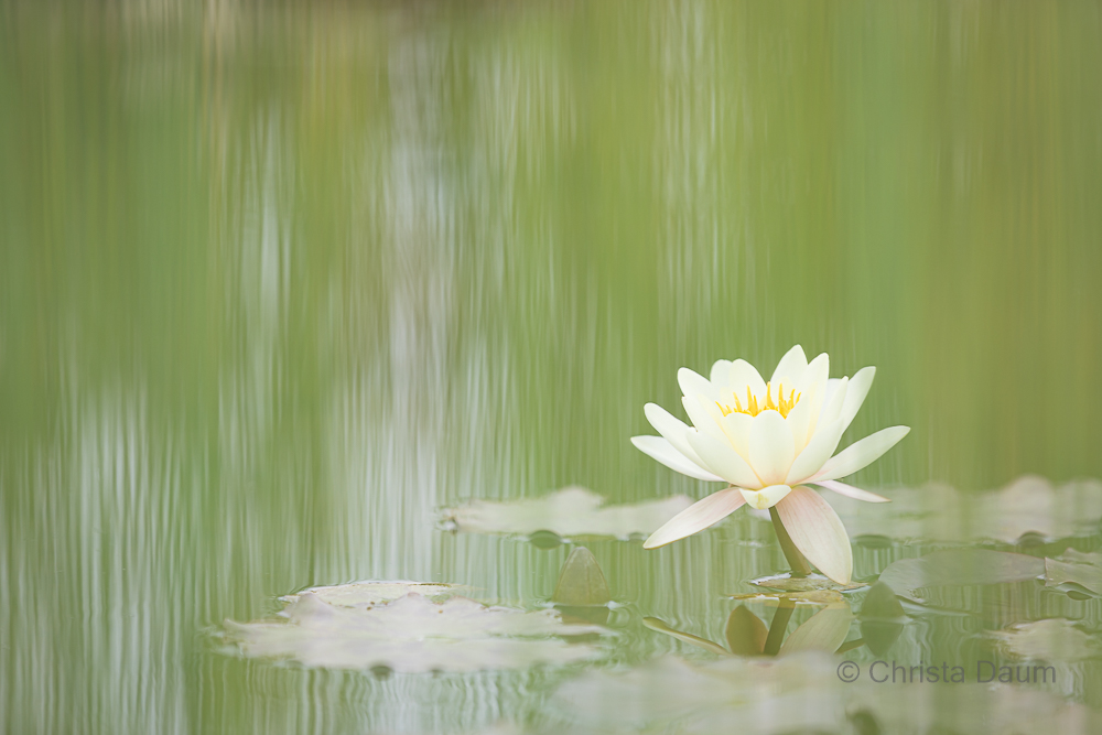 Seerose, Foto: Christa Daum