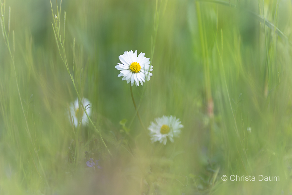 Gänseblümchen, Foto: Christa Daum