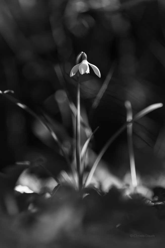 Schneeglöckchen der Frühling naht, Foto: Christa Daum