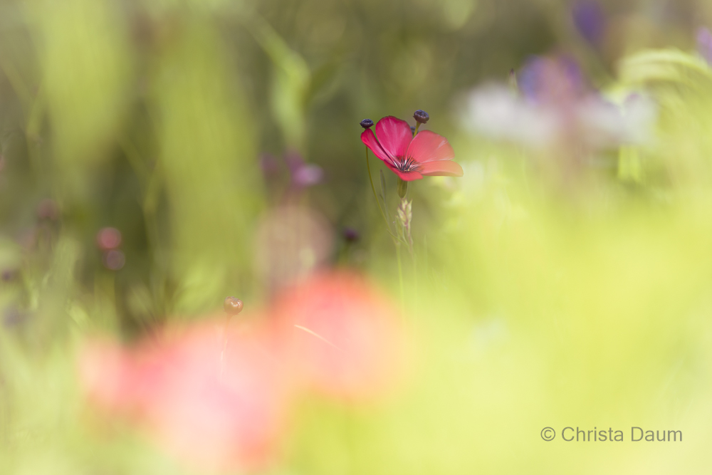 Wildblumen, Foto: Christa Daum