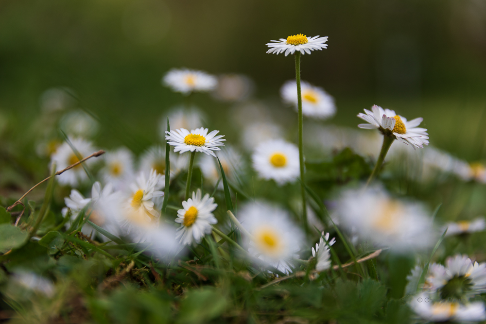 Gänseblümchen, Foto: Christa Daum