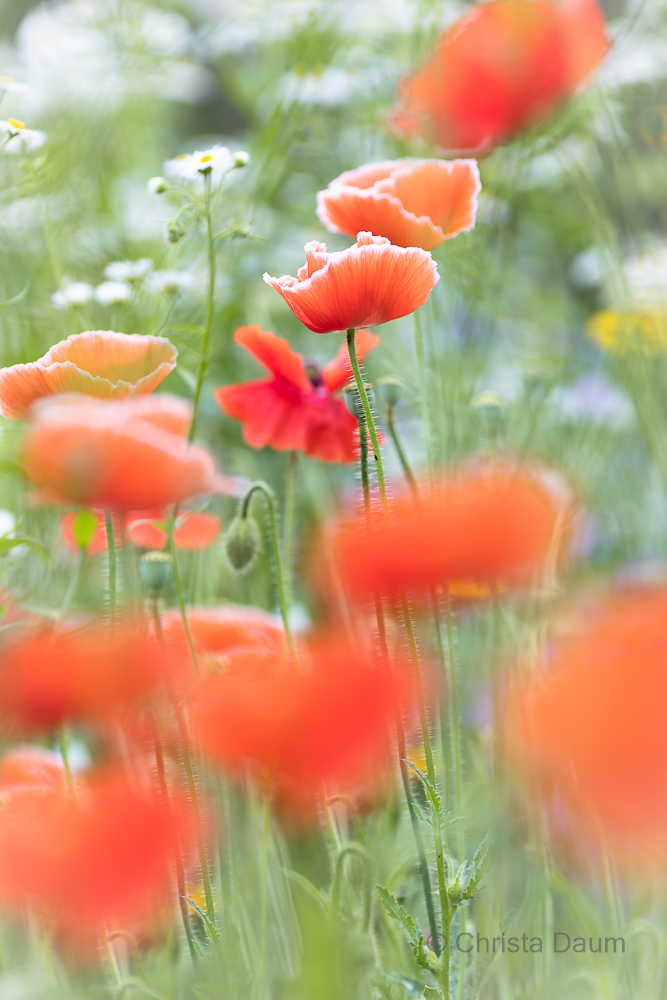 Roter Mohn, Foto: Christa Daum