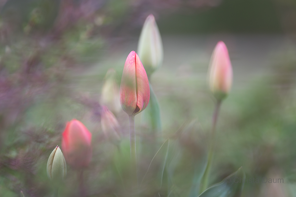 Tulpen, Foto: Christa Daum