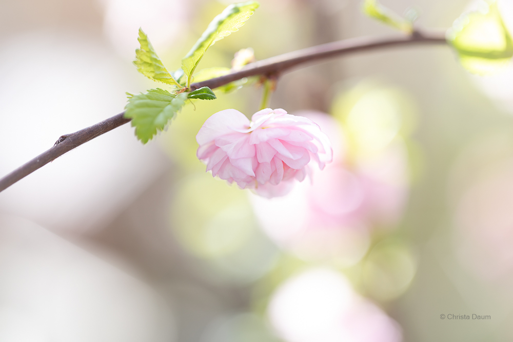 Mandelblüte, Foto: Christa Daum