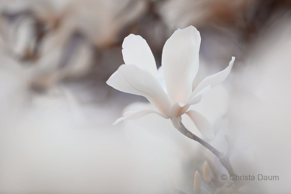 Magnolie, Foto: Christa Daum
