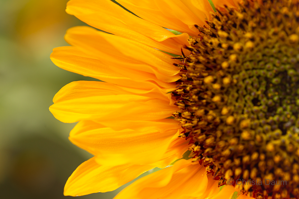 Sonnenblume, Foto: Christa Daum