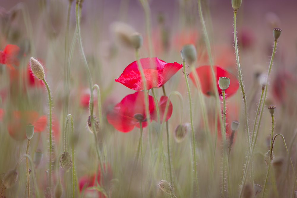 Roter Mohn, Foto: Christa Daum