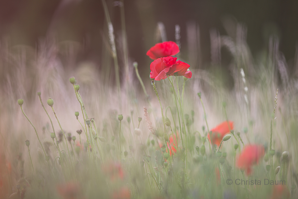 Roter Mohn, Foto: Christa Daum