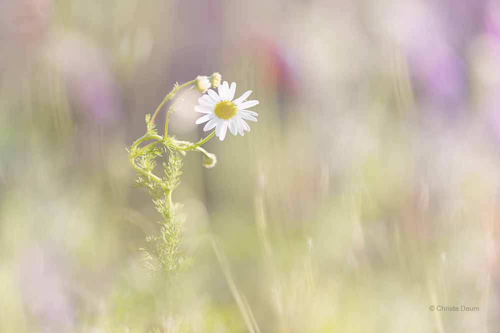Ballerina, Foto: Christa Daum