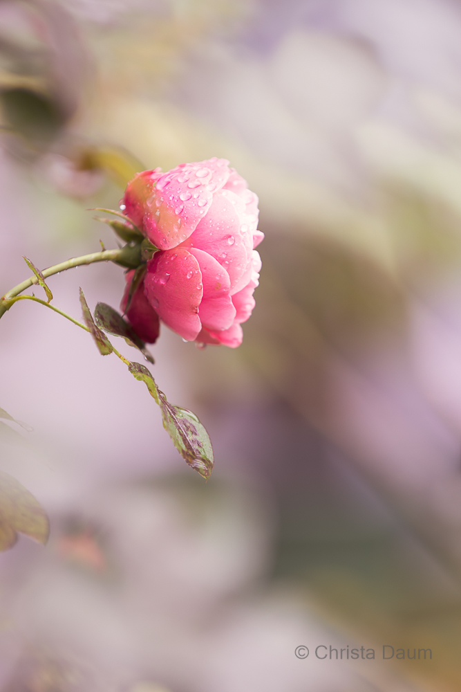 Rose, Foto: Christa Daum