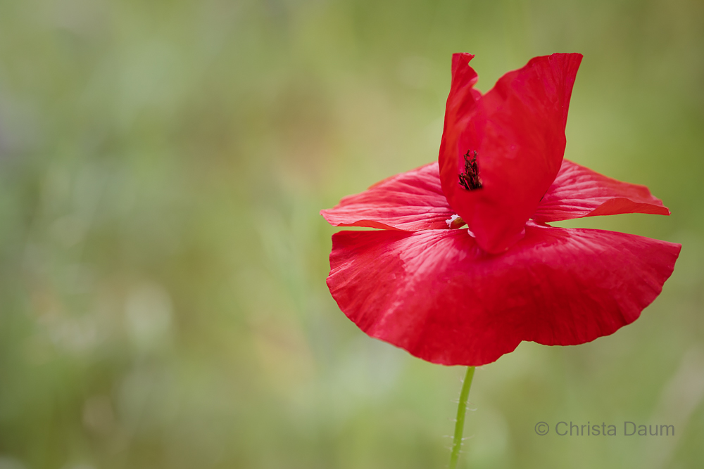 Roter Mohn, Foto: Christa Daum