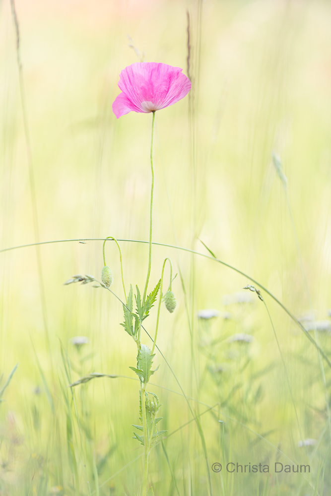 Rose' Mohn, Foto: Christa Daum