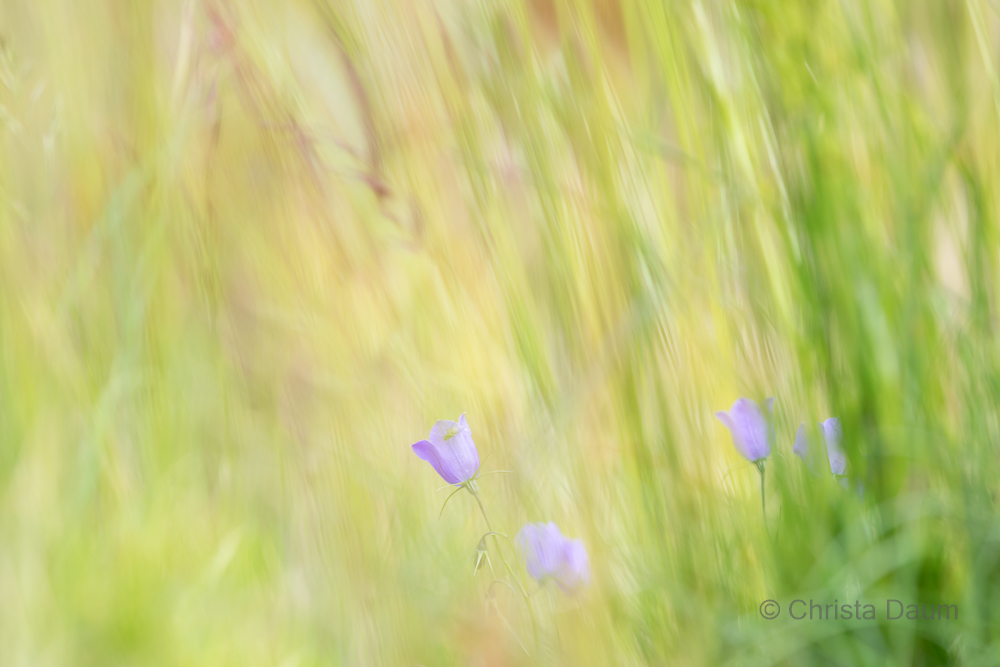 Wild und frei, Foto: Christa Daum