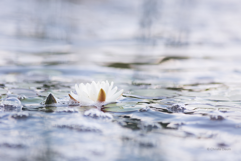 Seerose, Foto, Christa Daum
