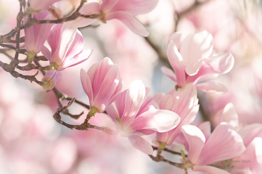 Magnolien, Foto: Christa Daum