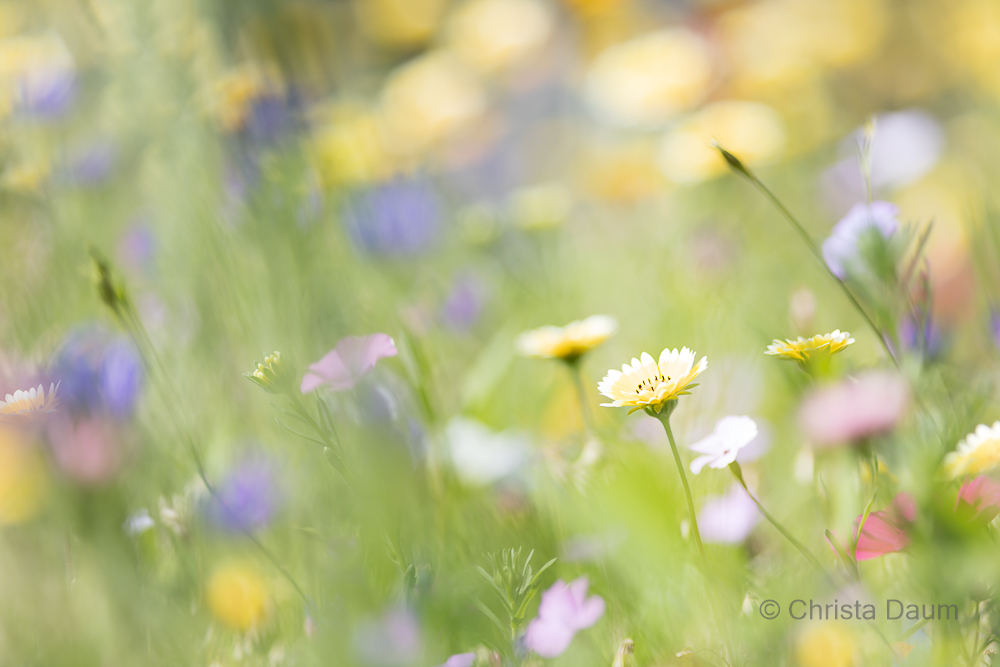 Wildblumen, Foto: Christa Daum