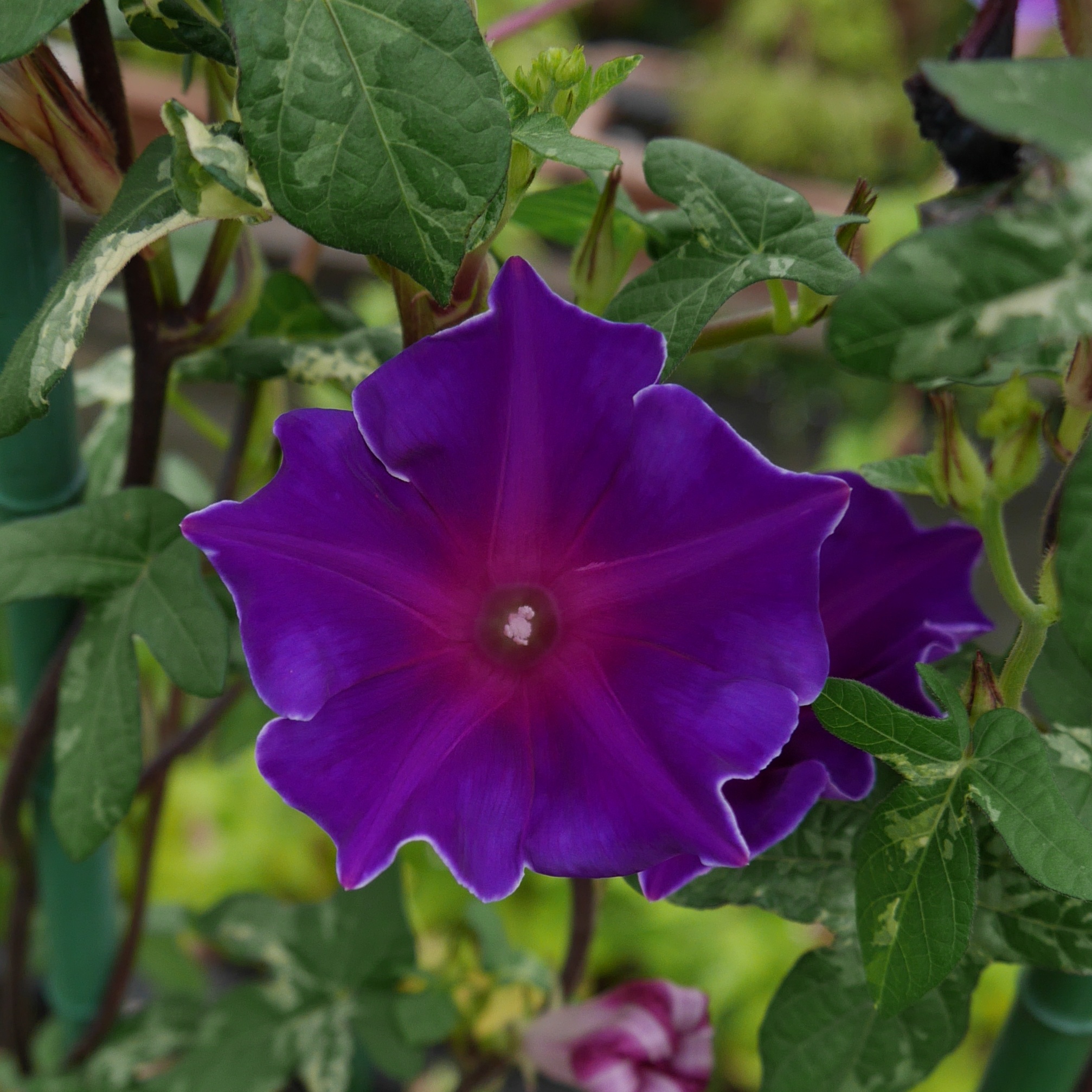 G0762