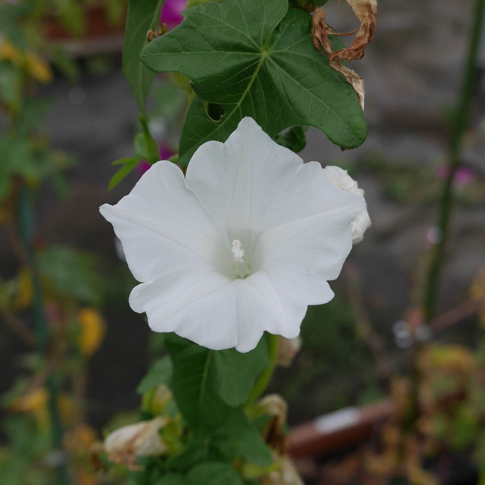 G0791
