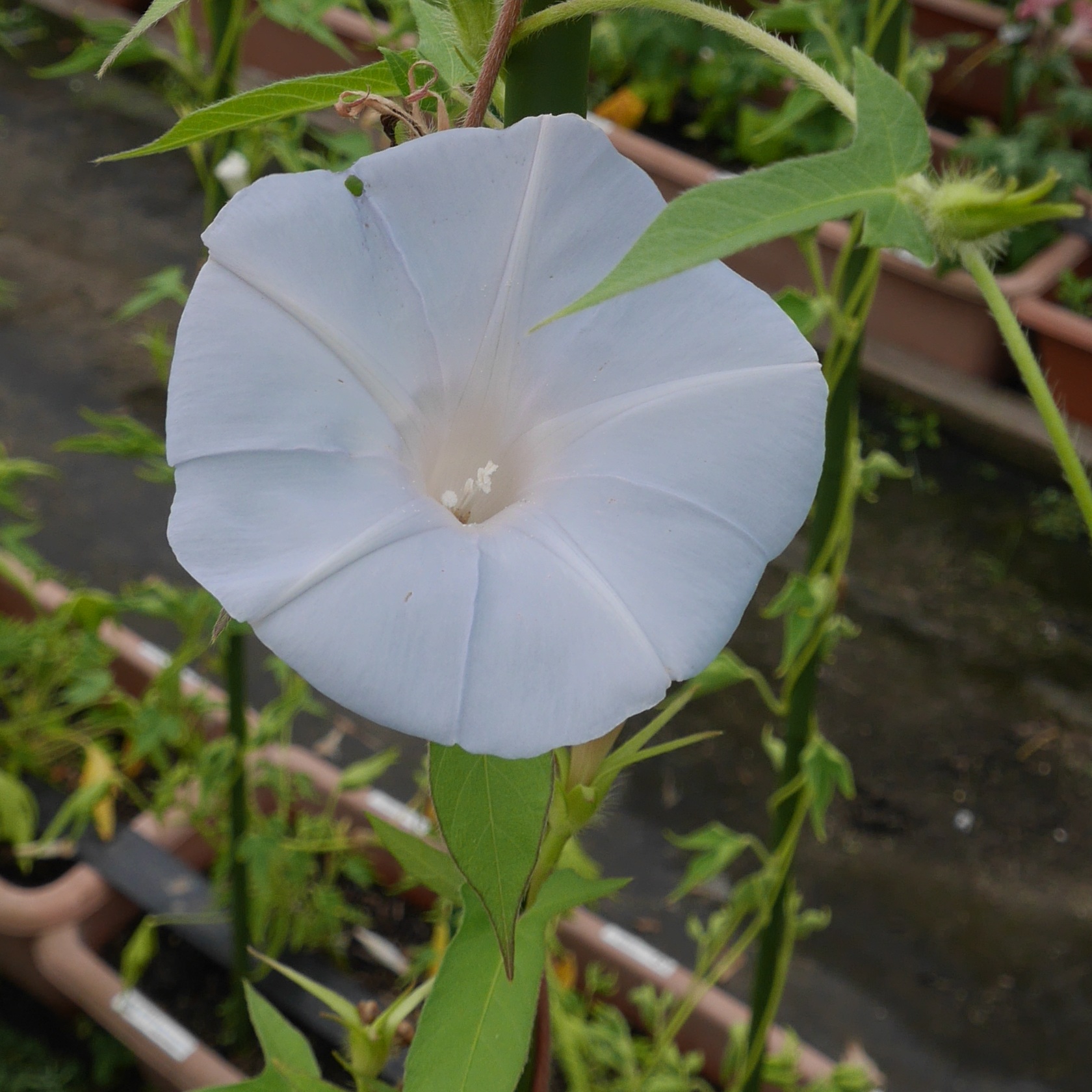 G0904