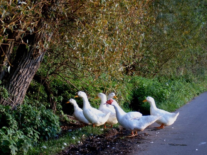 Gans(z) gut hier im Dorf...