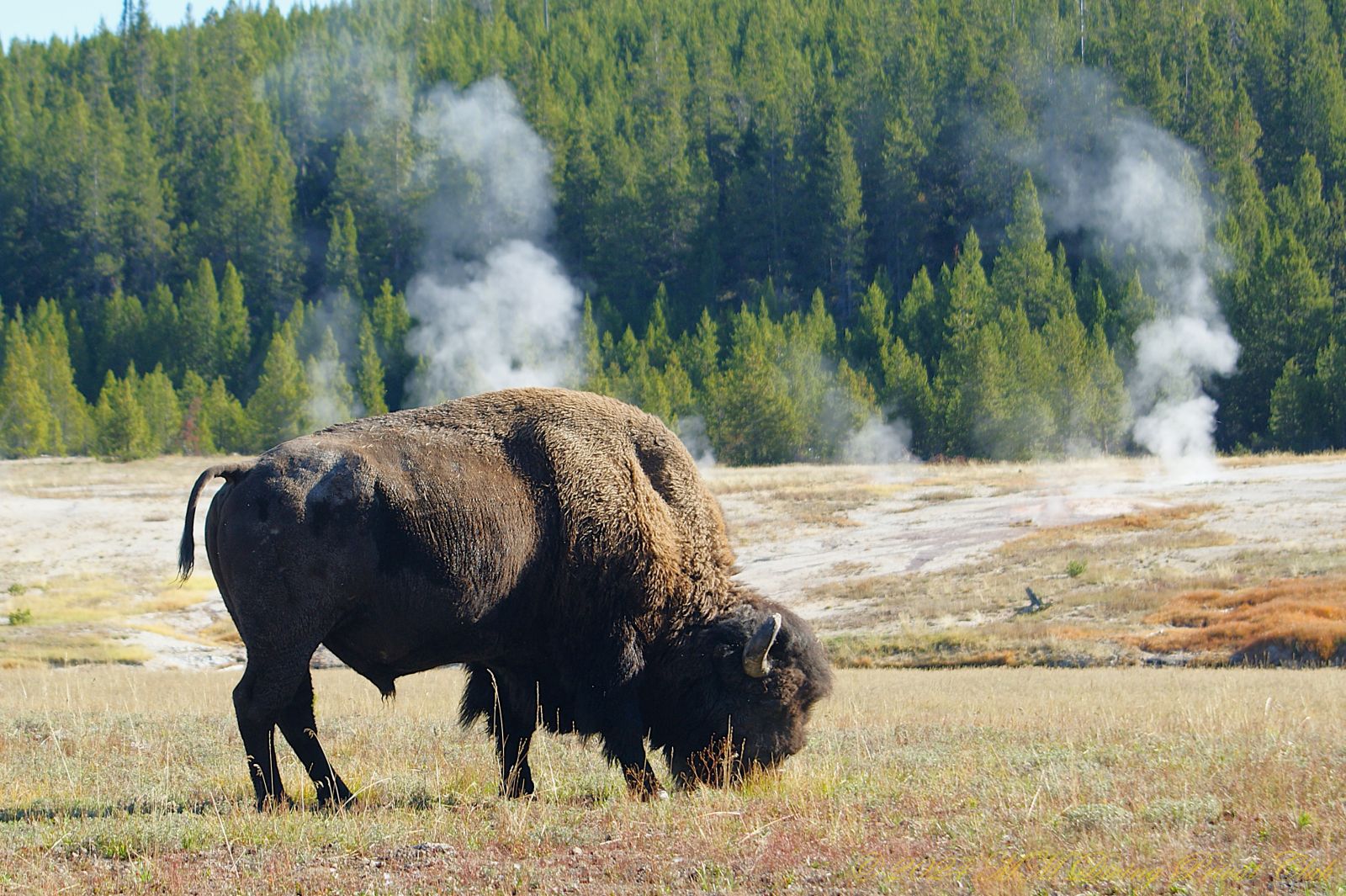 Yellowstone National Park & Co.