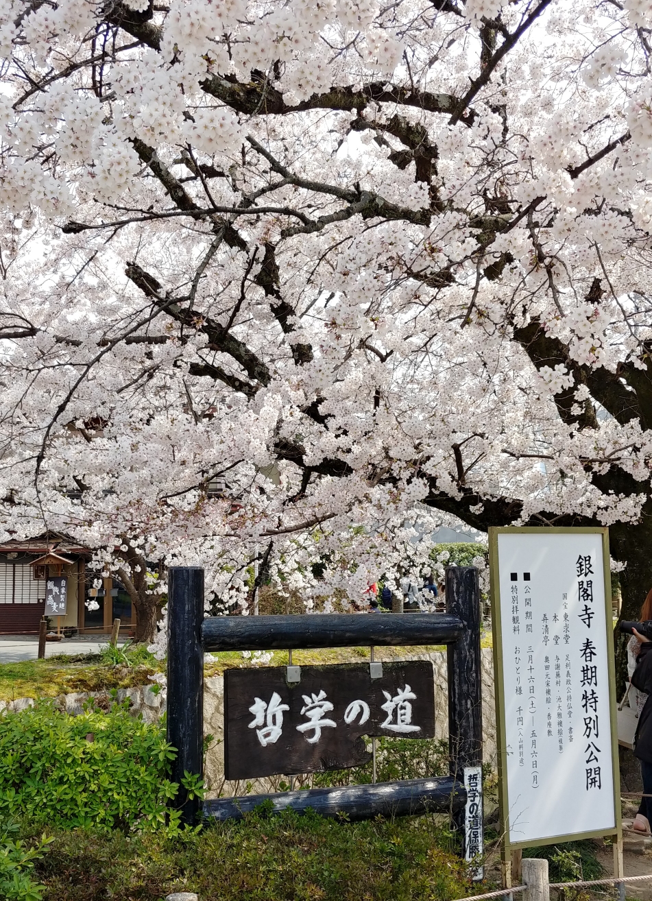 満開の桜、哲学の道。