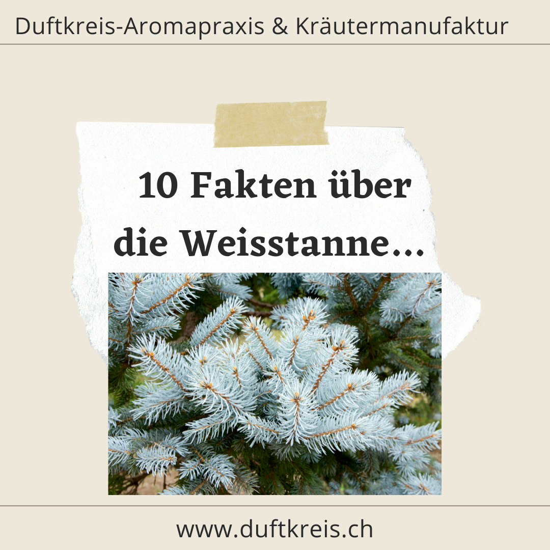 10 Fakten über das äth. Öl der Weisstanne