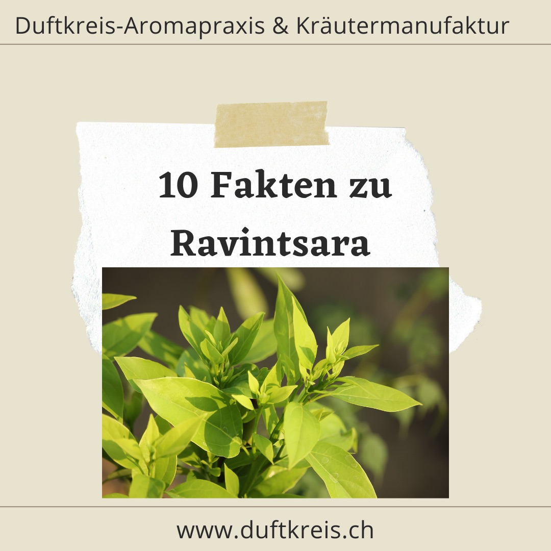 10 Fakten über Ravintsara