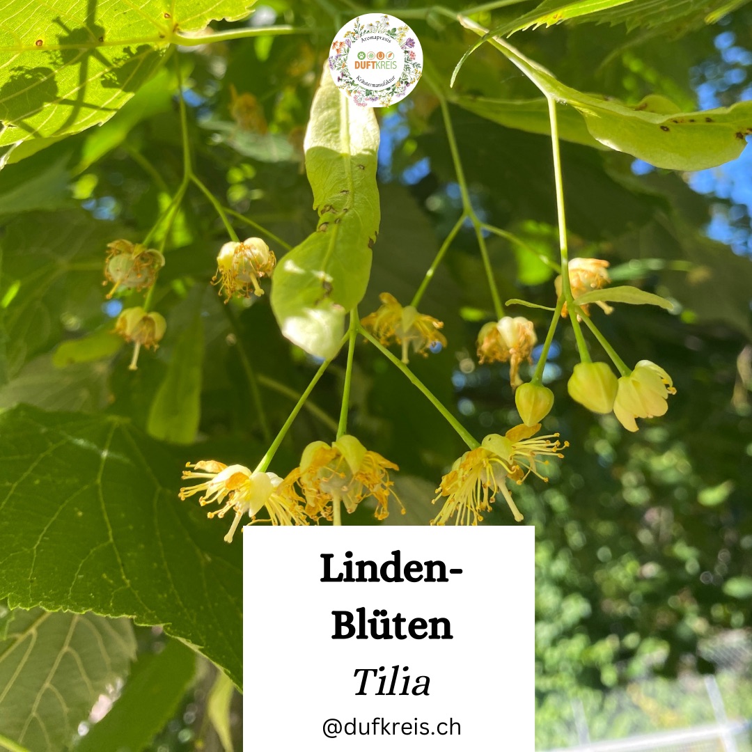 Lindenblüten, Ölauszug oder Tinktur