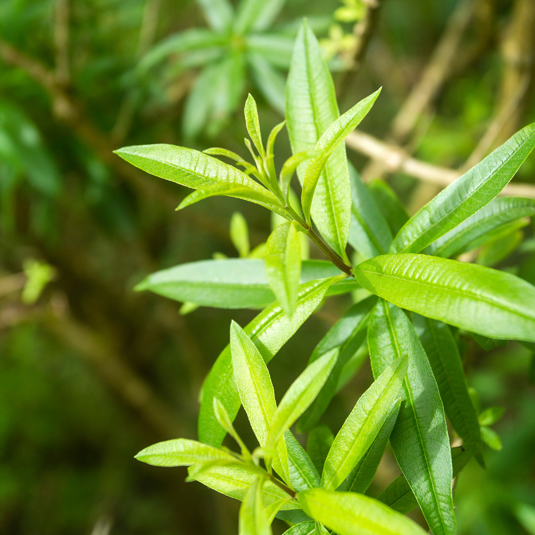Vervain oder Zitronenverbene?